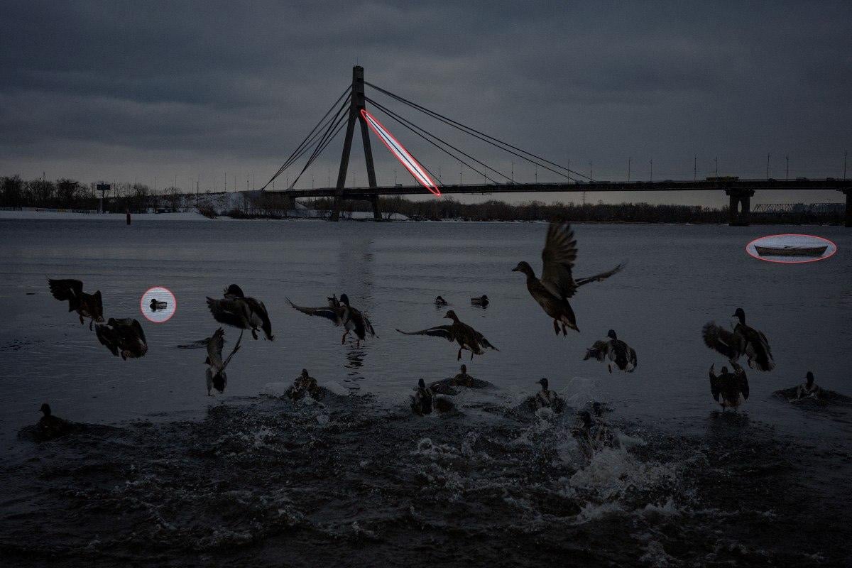 Najděte 3 rozdíly na fotografii s kachnami za 10 sekund: úžasná logická hra Najděte 3 rozdíly na fotografii s kachnami za 10 sekund: úžasná hádanka