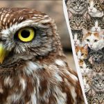 97 % lidí nedokáže za 10 sekund najít 3 sovy