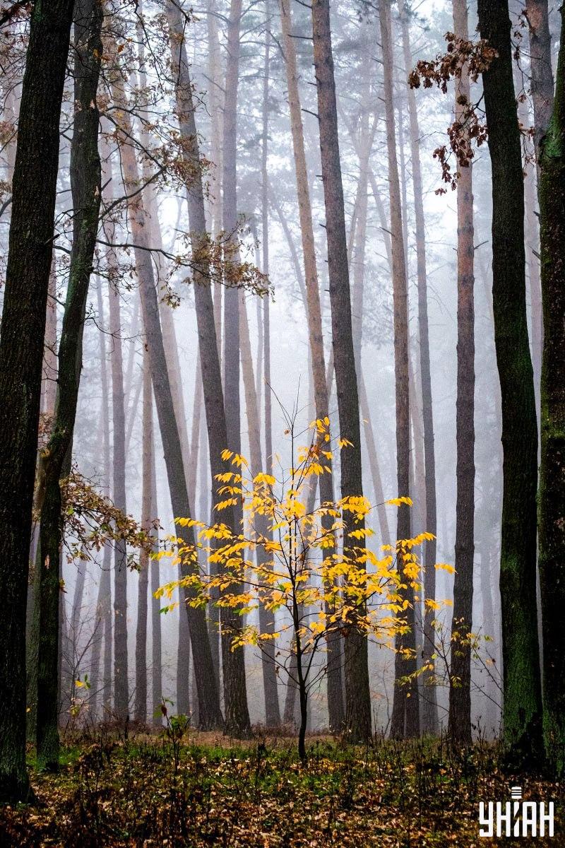 Pouze 2 % lidí dokáží najít veverku v lese za 12 sekund: úžasný optický klam